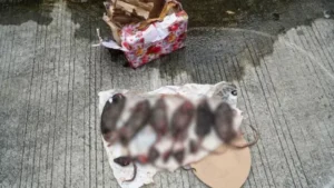 Kantor PWI Dirusak: Ancaman Teror Jurnalis di Bangka Belitung!