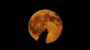 Pink Moon 2026: Cara Cerdas Melihat Bulan Purnama Unik