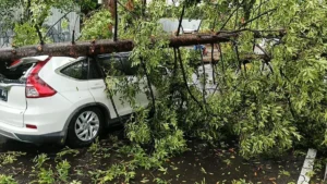 Pohon Tumbang Timpa Mobil di Pangalengan saat Hujan Angin Kencang