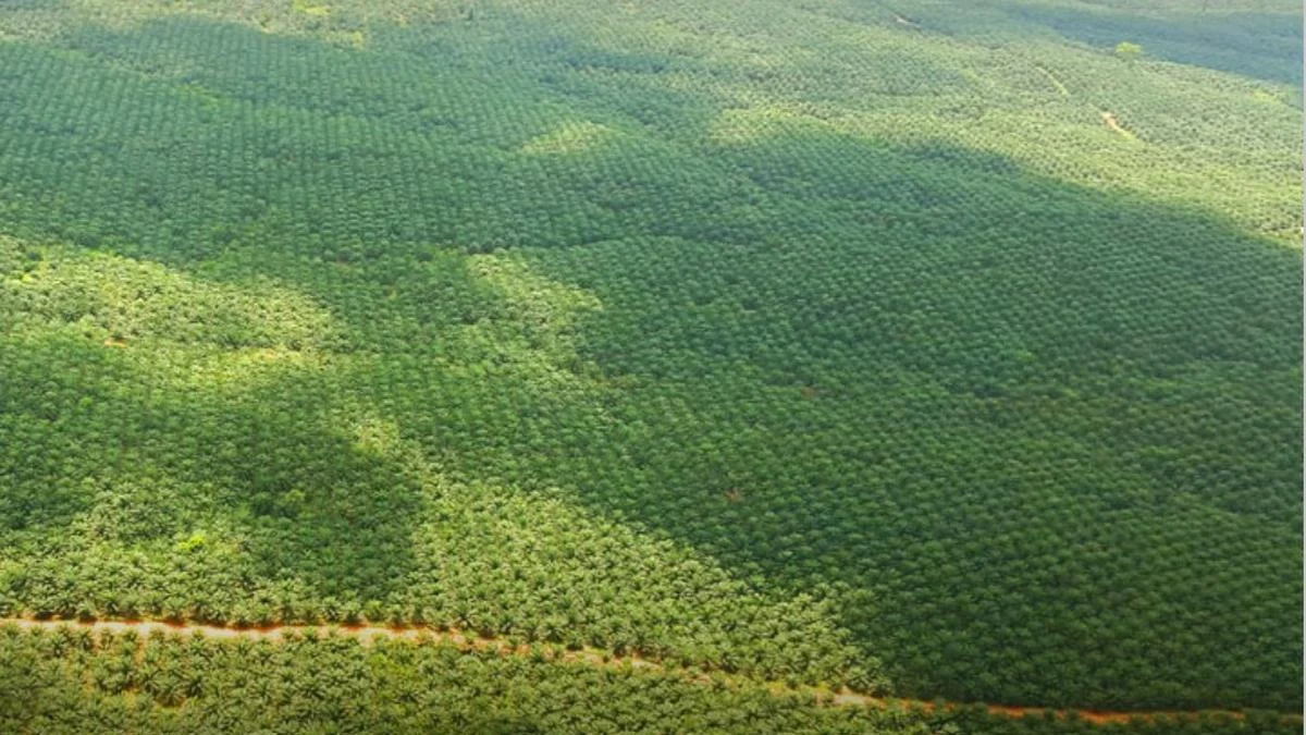 Emiten Dipo Grup PMJS Raih Proyek Rp 10,8 Triliun Agrinas