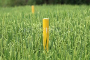 Lahan Pertanian Pangan Berkelanjutan Terdampak Tol Kediri-Tulungagung