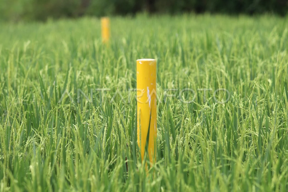 Lahan Pertanian Pangan Berkelanjutan Terdampak Tol Kediri-Tulungagung