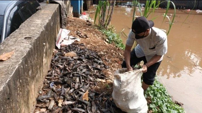 Operasi Bersih Ikan Sapu-Sapu di Kali Jakarta Siap Digelar