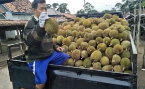 Panen Raya Durian Banyuwangi 2026: Harga Murah Mulai Rp15 Ribu
