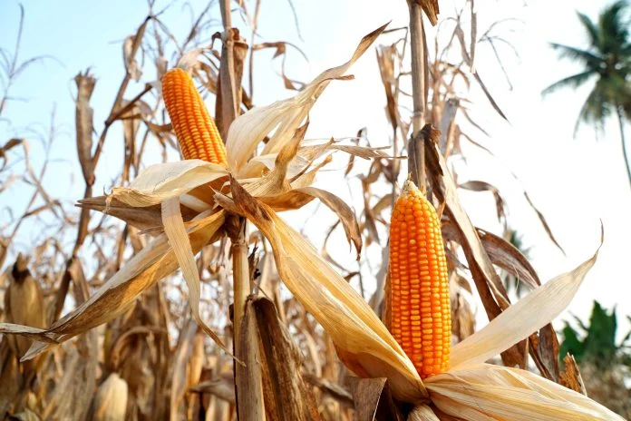 Transportasi Umum Gratis 2026: Jurus Ampuh Lawan Harga BBM